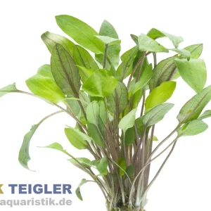 Neuheit Möhlmanns Wasserkelch, Cryptocoryne moehlmannii, im Topf